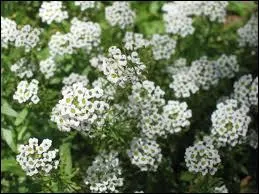 On les voit souvent ces arbustes aux branches qui penchent couvertes de petites fleurs blanches, mais on ne sait pas qu'ils s'appellent... ?