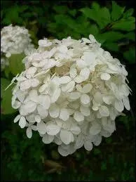 On le voit souvent dans les couleurs pour garons ou filles, mais il est tout aussi superbe en blanc. C'est ?