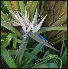 Dpourvu de sa flamboyance exotique mais toujours aussi grcieux et tonnant, c'est ... . ?