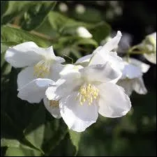 Cette fleur de la famille des jasmins a un parfum  se damner... double ou simple, c'est ?