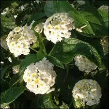 Cette fleur au joli coeur jaune ple c'est ?