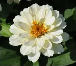 Une trs jolie fleur encore, plutt robuste, c'est ?