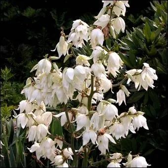 Il faut de la chaleur pour que cette belle fleur en gerbe s'panouisse ainsi. C'est...