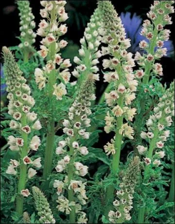 Moins commune, et potiquement associe  la rose, voici...