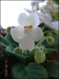 Celle-ci est petite, et le plus souvent trs colore. C'est ?