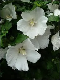 On la connait surtout en rouge feu, mais la voici immacule... C'est ?