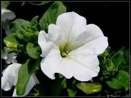 Ces calices assez profonds sont ceux... ?