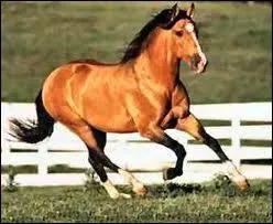 Les tapes du galop  droite sont :