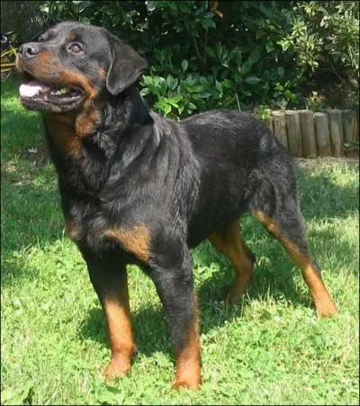 Quelle est la race de ce chien ?