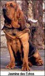 Quelle est la race de ce chien ?