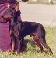 Quelle est la race de ce chien ?