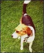 Quelle est la race de ce chien ?