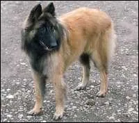 Quelle est la race de ce chien ?