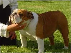 Quelle est la race de ce chien ?