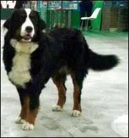 Quel est ce gros chien ?