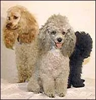 Quelle est la taille de ces caniches ?