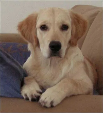 Quel est la race de ce chien ?