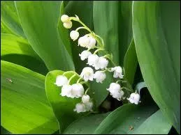 Encore une jolie (ou une trange... ? ) tradition, que l'on clbre en cueillant le joli et odorant muguet ! C'est la fte ?