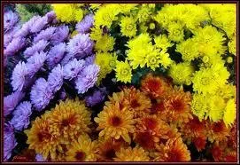 Cette trs jolie fleur adore des japonais est en nos pays dvolue  la tristesse qui accompagne cette fte (parce qu'on la confond avec une autre gnralement), celle ?