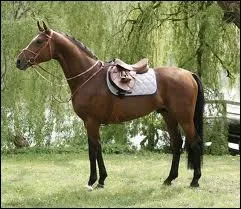 Comment s'appelle ce que l'on place sous la selle du cheval ?