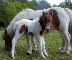 Lequel est le fils de la jument ?