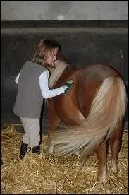 Pourquoi doit-on panser un cheval ?