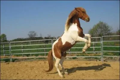 Le cabr est une expression corporelle signifiant :