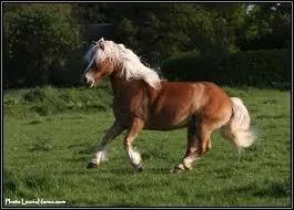 Quel est le mcanisme du galop  gauche ?