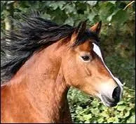 Pourquoi faut-il souvent changer de bipde diagonal en balade ?