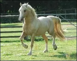 Pourquoi faut-il trotter sur le bon bipde diagonal en carrire ?