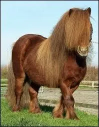 Qu'est-ce que je peux mettre entre la selle et le tapis de selle pour amortir les chocs ?