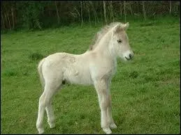 A quelle vitesse va le pas ?