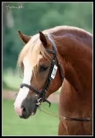 Quelle est la distance qu'un cheval parcourt au pas ?