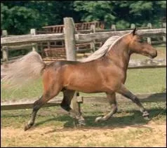Quelle est la distance qu'un cheval parcourt au trot ?