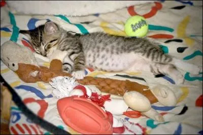 Non non, la mre Michel, votre chat n'est pas perdu, lui dit-il !