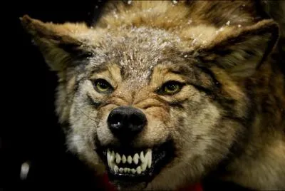 Il a chant son coeur !