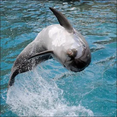 Gentil mais triste, ce dauphin !