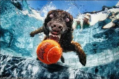 De quel animal parle Jean Ferrat dans  Oural Ouralou  !