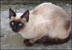Quelle est la race de ce chat ?