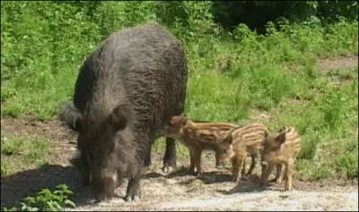 Comment s'appelle la mre des marcassins ?