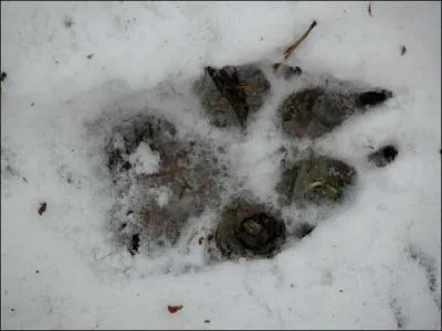 A qui appartient cette empreinte ?