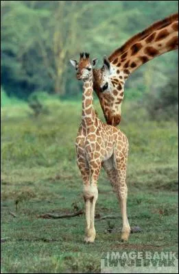 Comment appelle-t-on le petit de la girafe ?