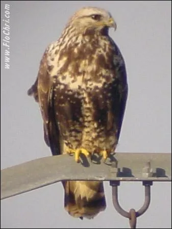 Quel est cet oiseau ?