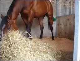 Lorsque tu abordes un cheval, tu dois...