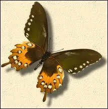 Comment traduit-on cette couleur en anglais ?