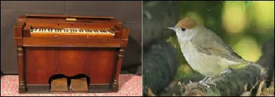 La fauvette r&eacute;p&egrave;te dans son coin, perch&eacute;e sur l'harmonium.