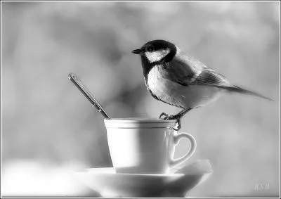 L'hiver, vous pouvez l'aider en disposant des boules de graisse, dans le jardin ou sur le balcon !