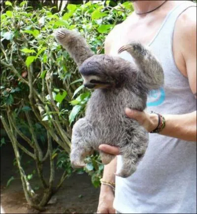 Il ne descend  terre qu'une fois par mois environ, pour satisfaire des besoins naturels !