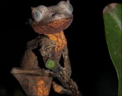 Grce  ses pattes adhsives, il peut marcher sur un plafond, la tte  l'envers !