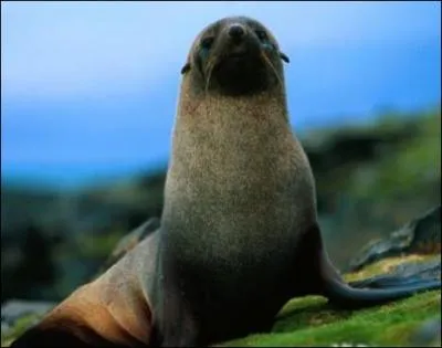 Ses oreilles sont apparentes !